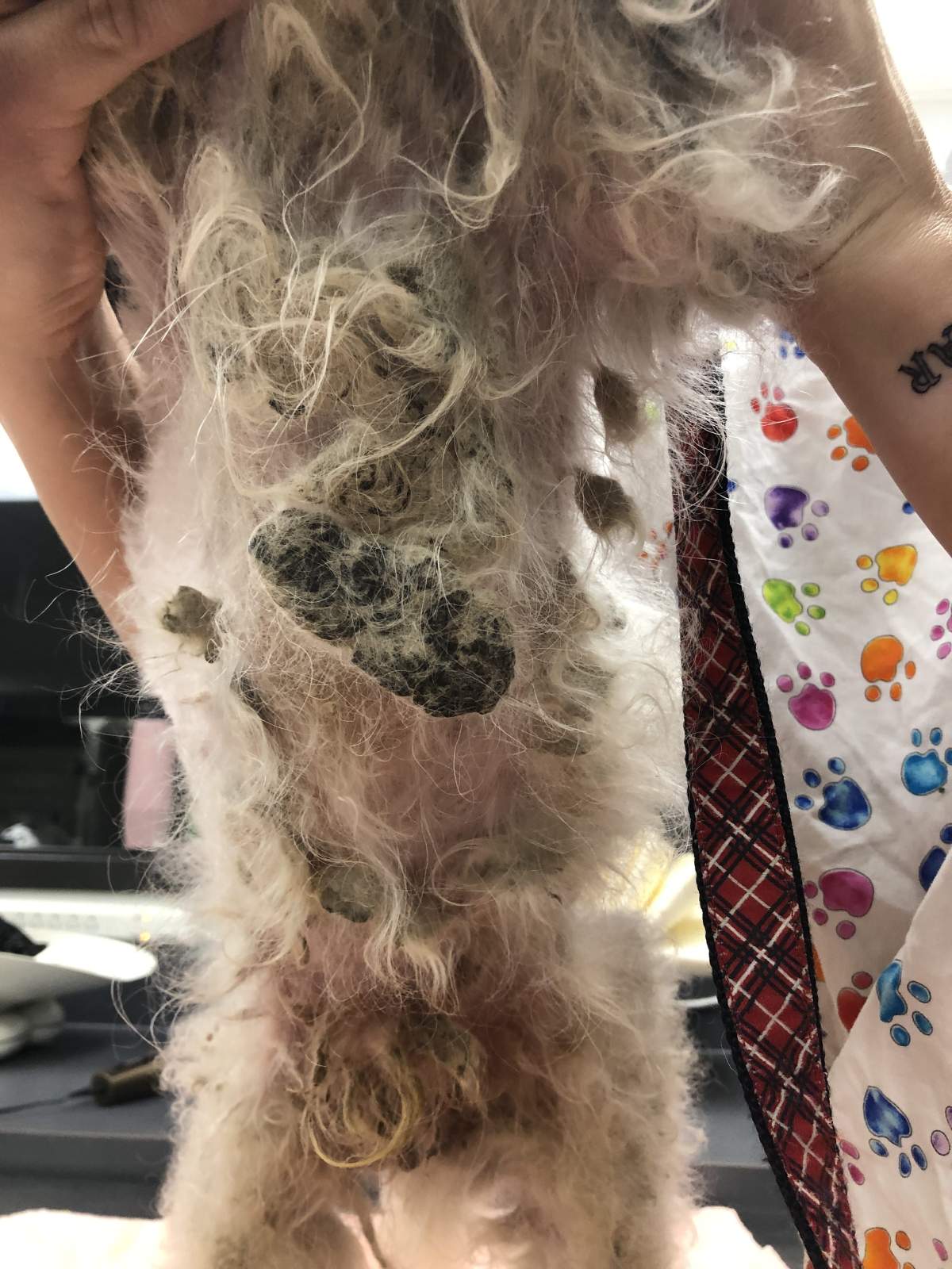 photo of the rescue dogs fur before.
