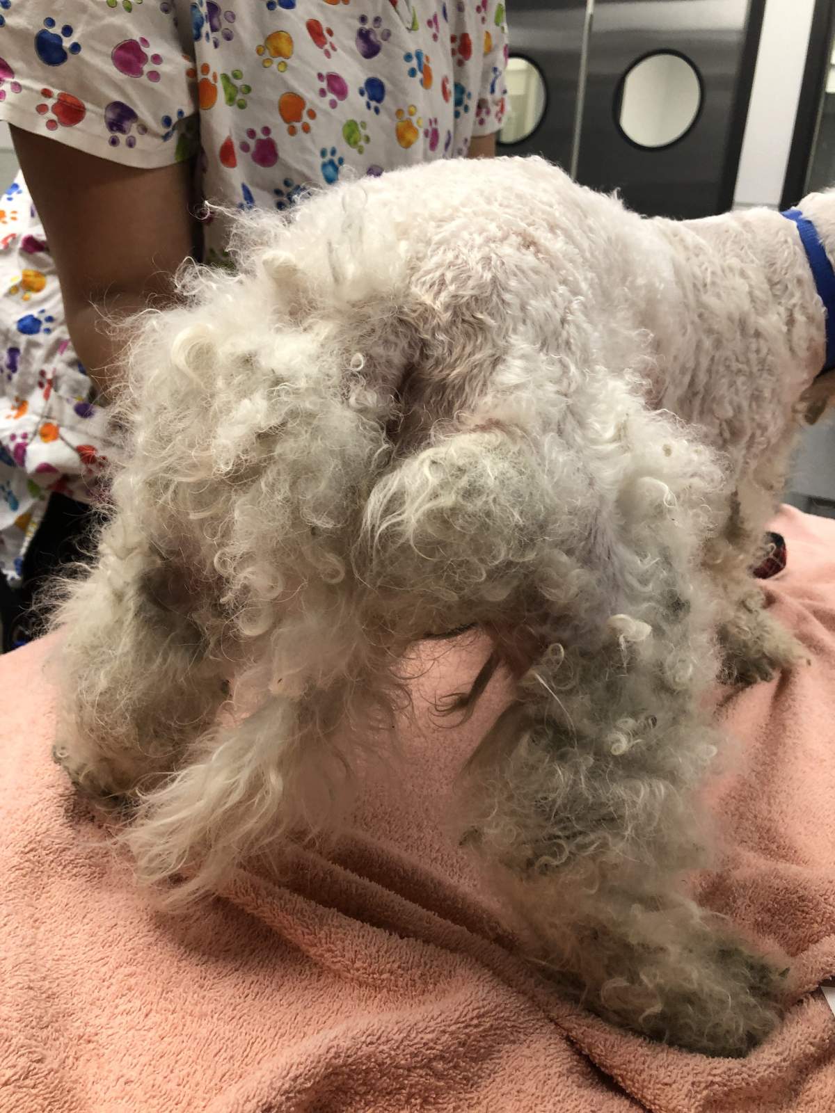 ‘Together, we can make our community a better place for animals’: WHS rescues 24 dogs - image