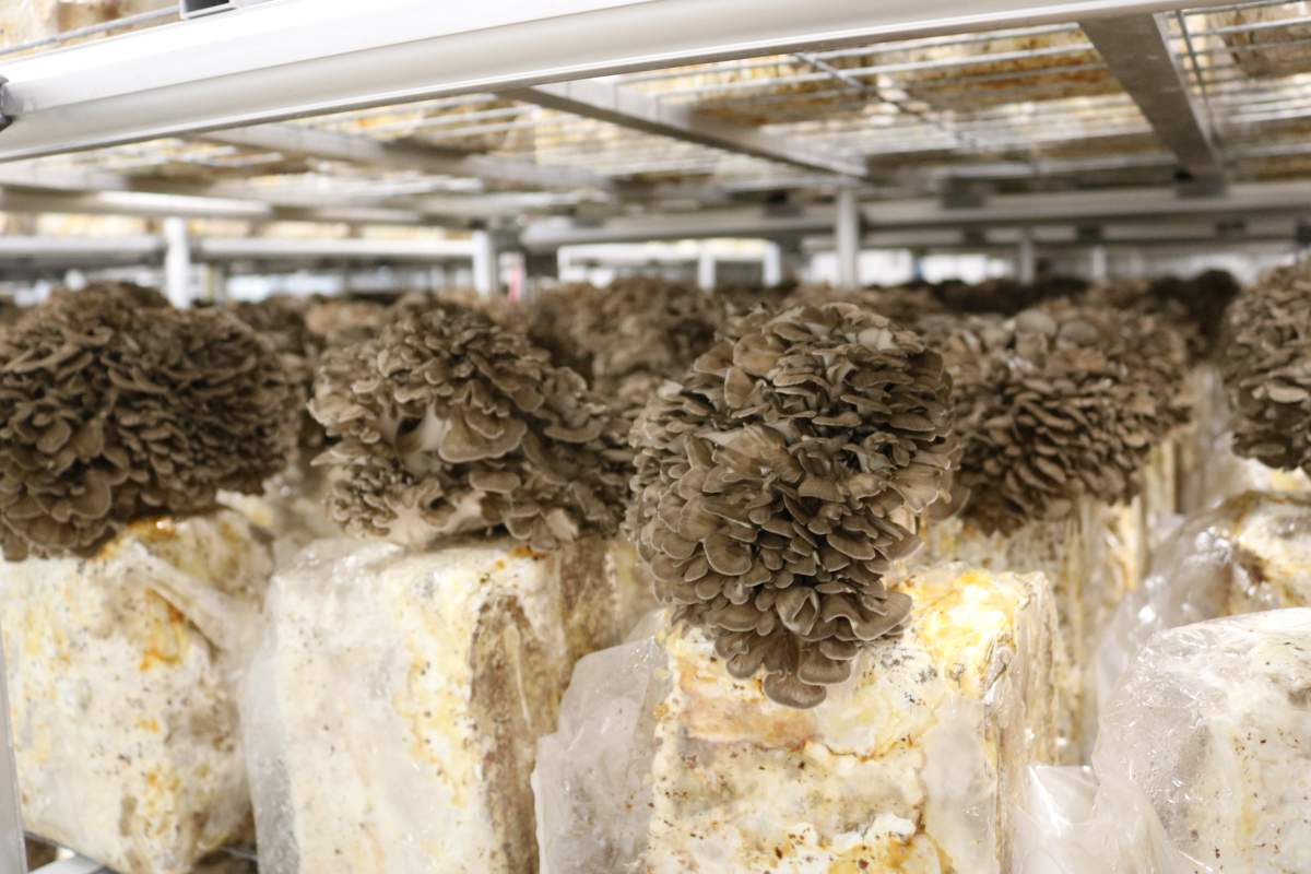 Shogun Maitake is investing $31.2-million to create a new production facility in Thames Centre to grow more Maitake mushrooms. Oct. 13, 2021