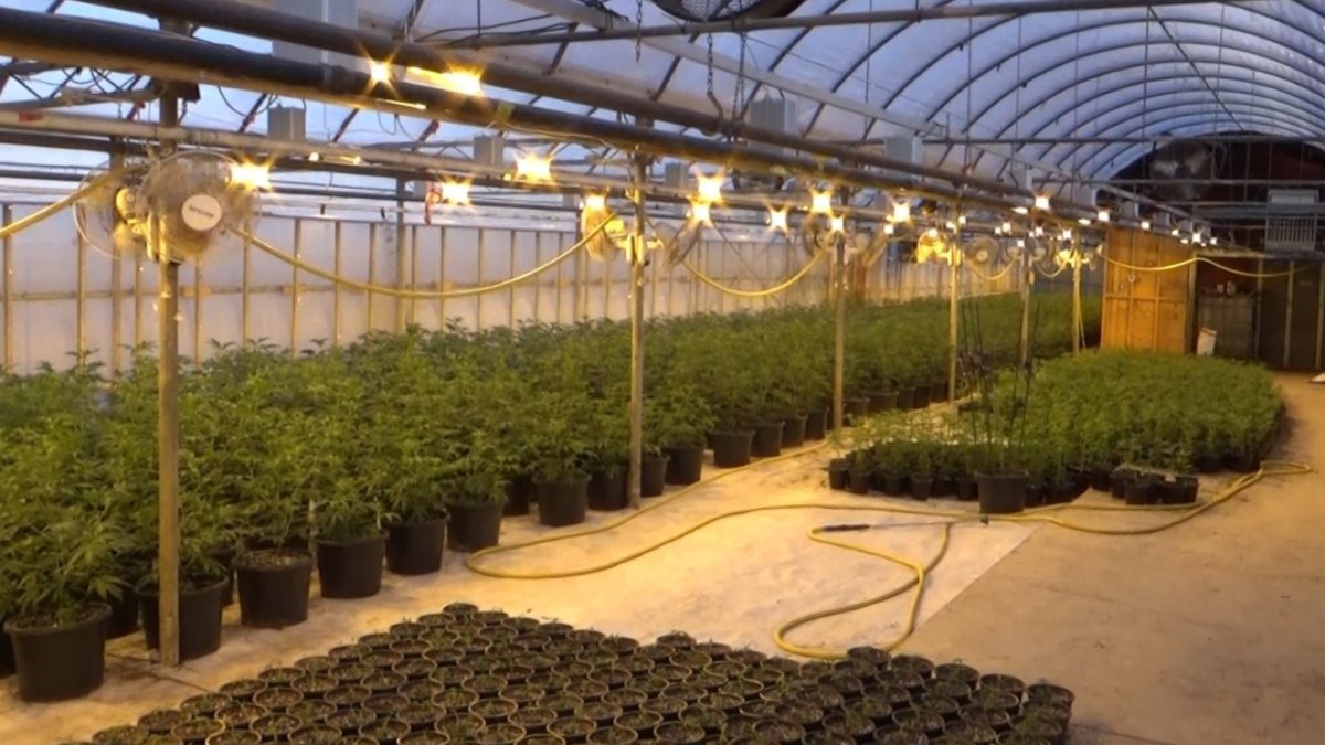 OPP say a joint police task force shut down an illegal cannabis operation in Niagara Region on Oct. 14, 2021. Over $22 million in unauthorized product was seized in the operation.