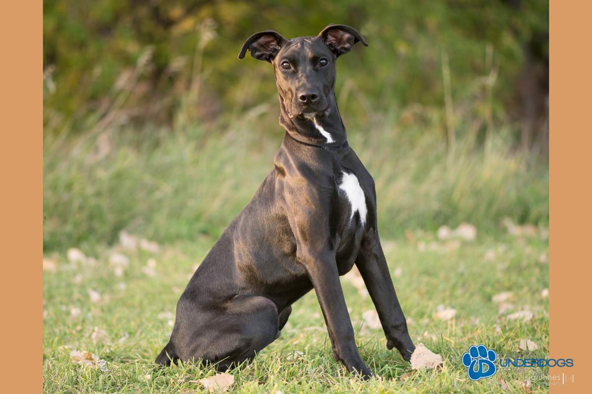 Without heart surgery, Manitoba Underdogs Rescue says Sonny, a five-month-old Great Dane mix, isn’t expected to live beyond another year or two.