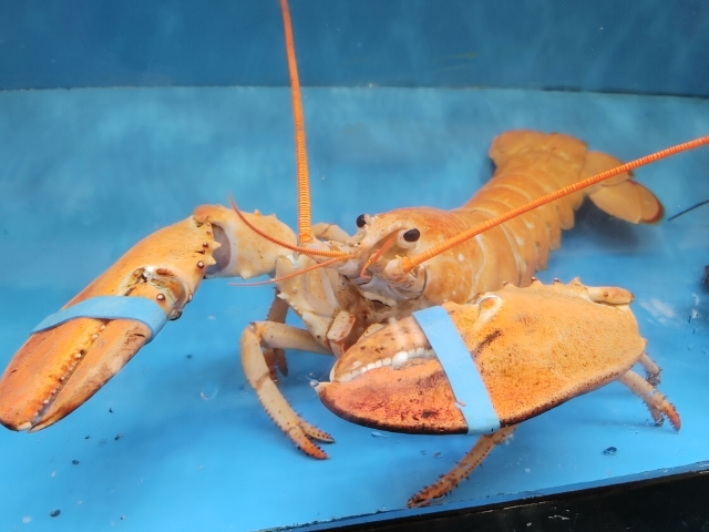 This rare orange lobster was found in a Kincardine, Ont., store.