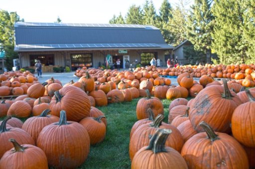 Pumpkin harvest typically starts in mid-September