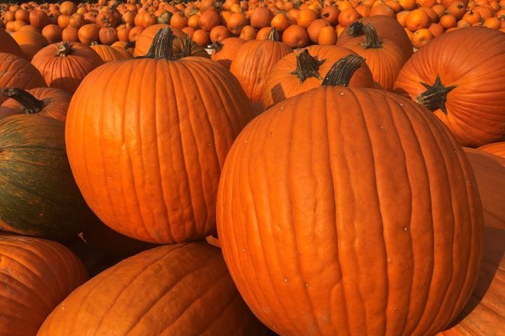 After Halloween is over, compost or cook those pumpkins: RDCO
