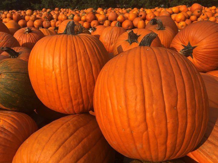 If your pumpkin manages to survive Halloween unscathed, there are many cooking options, including roasting pumpkin seeds and making pumpkin pie.