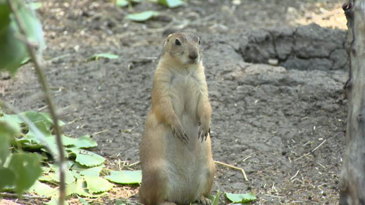 The Prairie Dog Exhibit and an educational program at the Saskatoon Forestry Farm Park and Zoo were honoured by Canada’s Accredited Zoos and Aquariums.