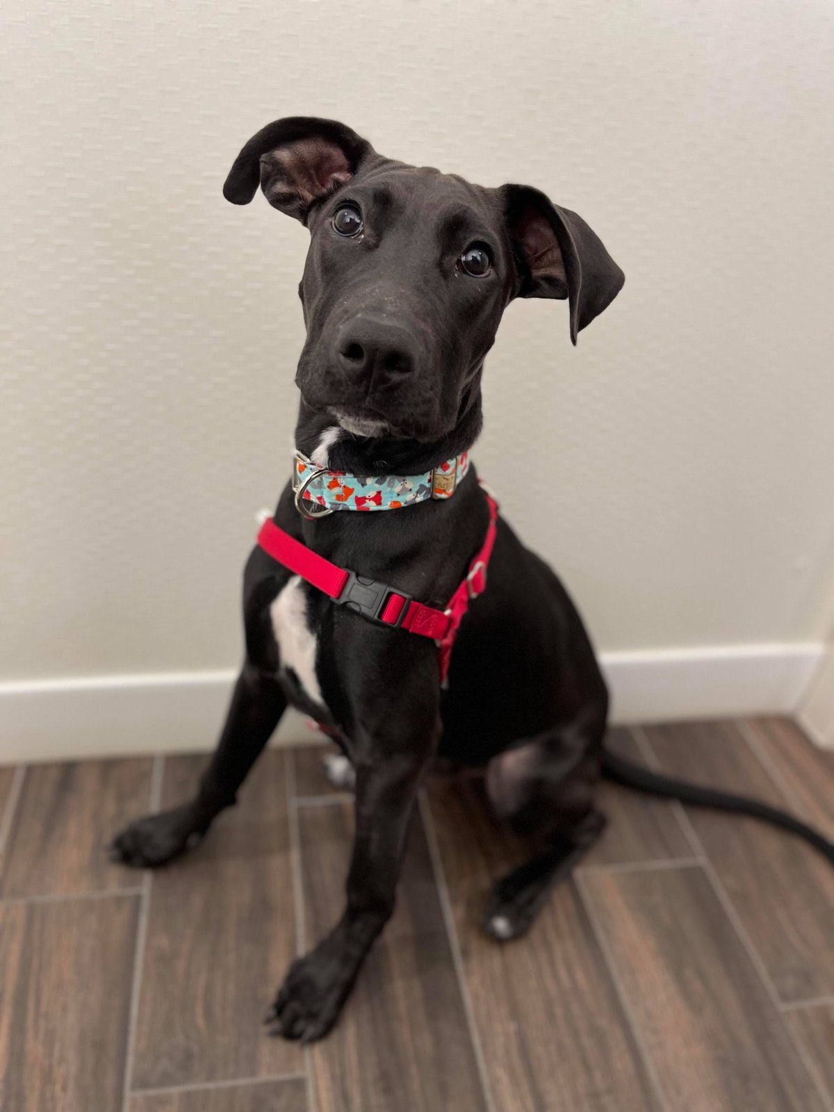 Without heart surgery, Manitoba Underdogs Rescue says Sonny, a 5-month-old Great Dane mix, isn't expected to live beyond another year or two.