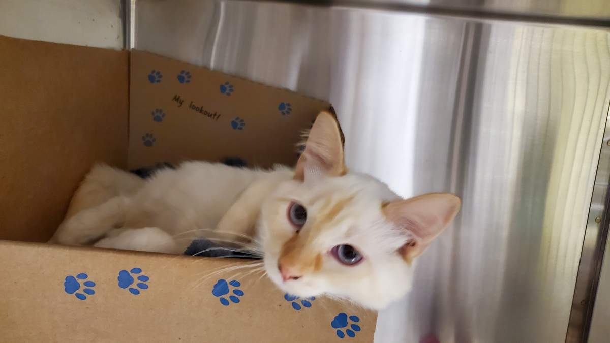 The BC SPCA is caring for 71 cats and kittens seized from two motorhomes near Squamish, B.C., including this one.