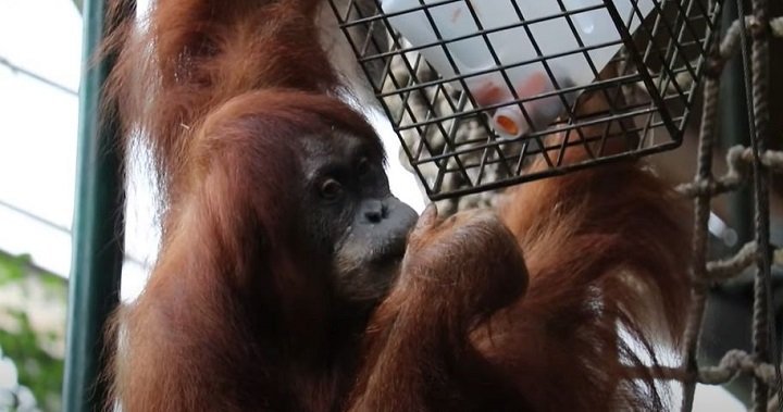 Toronto Zoo says endangered Sumatran orangutan is pregnant, expected to give birth in April