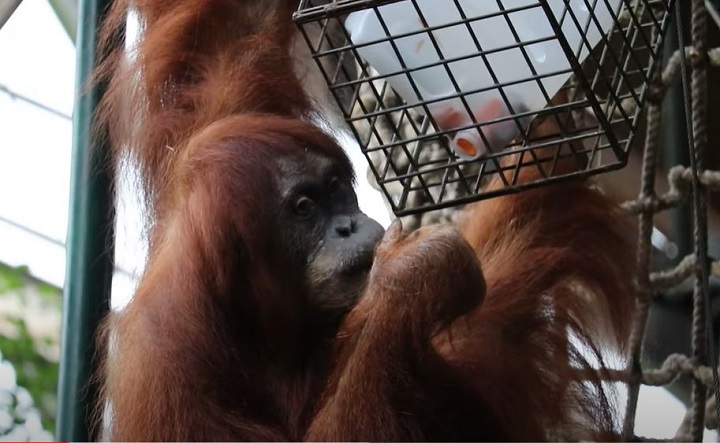 One of the two sumatran orangutans.