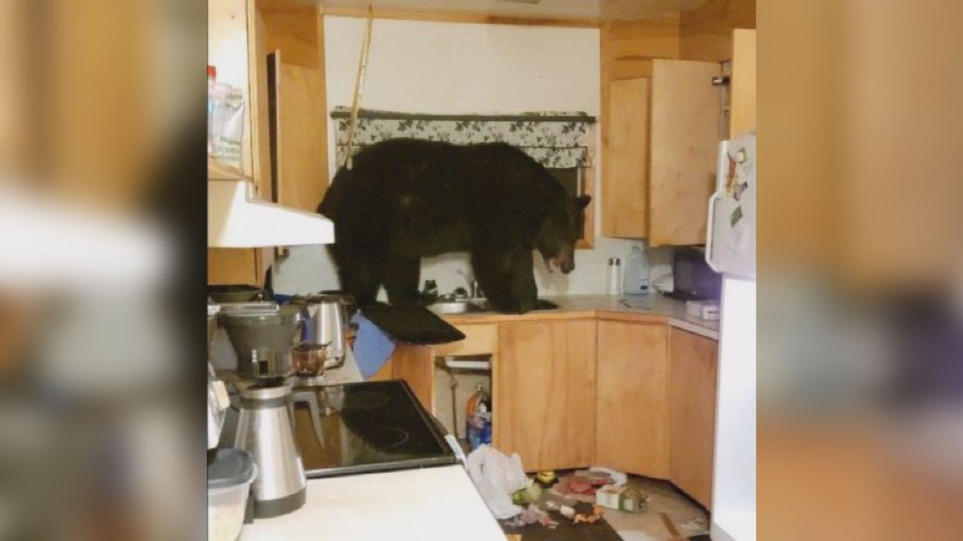 Brazen black bear intruder raids pantry in B.C.'s West Kootenay
