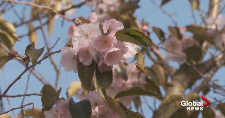 A ‘horticultural anomaly’: Lone cherry tree blossoms out of season in Burnaby