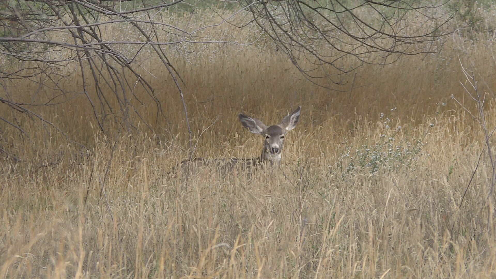 Трима мъже от Долен континент получиха солидна глоба и забрана