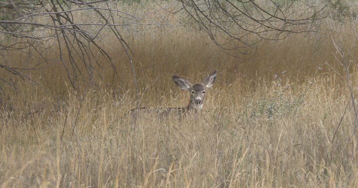 Fatal deer virus outbreak declared in Kingston region