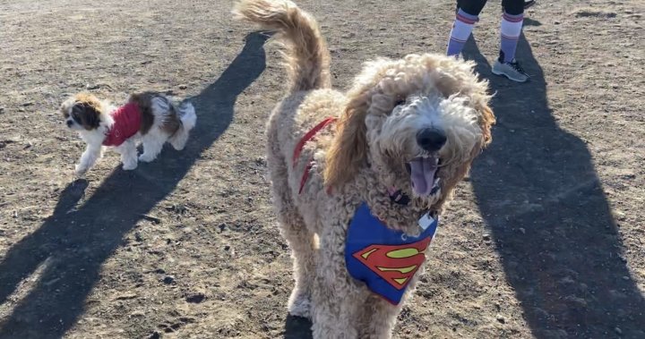 Dogs share the spirit of Halloween in Saskatoon costume party