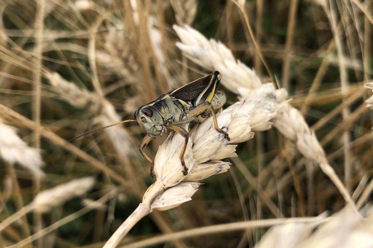 Work is underway to raise and house potential agricultural threats inside a new insect research facility at the University of Saskatchewan.