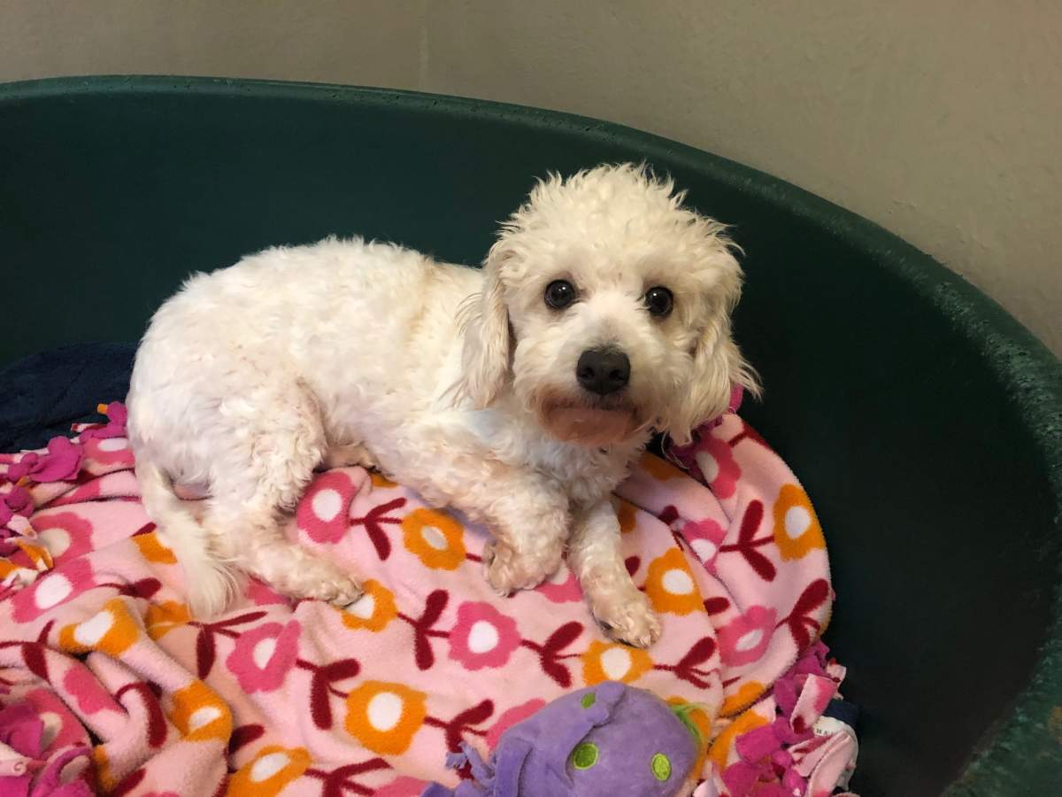 One of the two dogs left from the 24 small mixed-breed dogs that were rescued.