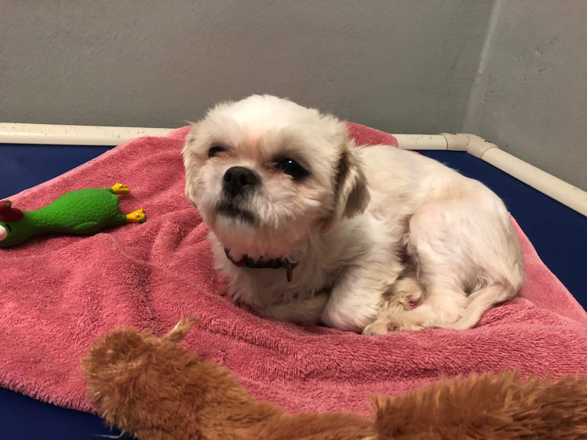 One of the two dogs left from the 24 small mixed-breed dogs that were rescued.