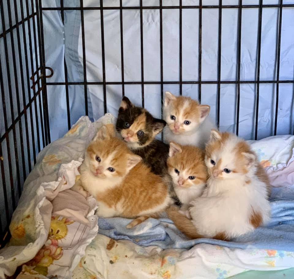 OPP say five abandoned kittens were rescued from a business in Haldimand County on Monday night.  