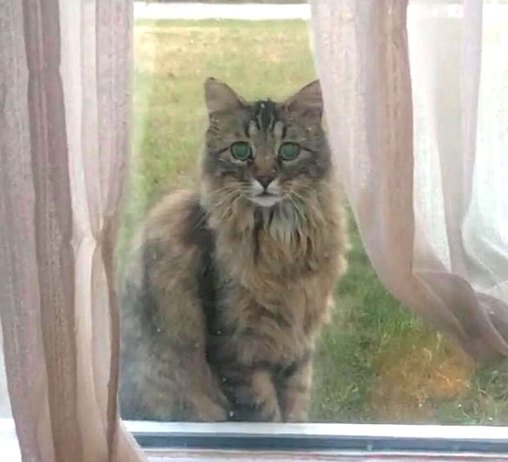 Maggie the cat, as spotted outside the house of the woman who eventually rescued her.
