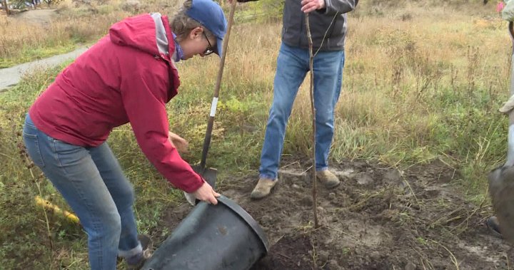 Kelowna Rotarians plant trees in Munson Pond Park – Okanagan | Globalnews.ca