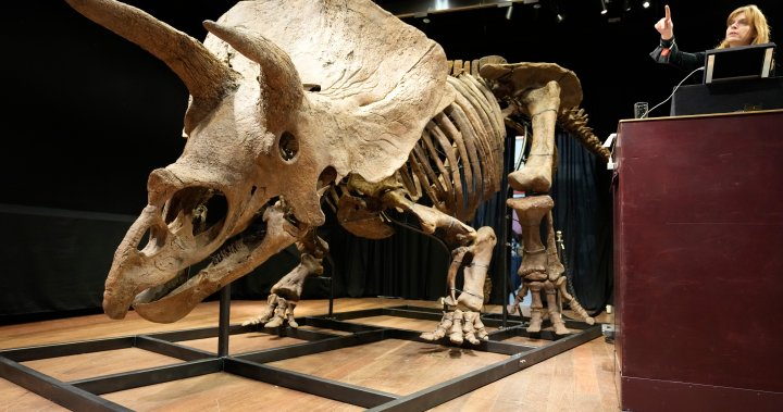 World’s biggest triceratops skeleton sells for US$7.7M at auction