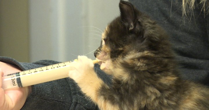 Kingston Humane Society overwhelmed with animals after pandemic pet craze