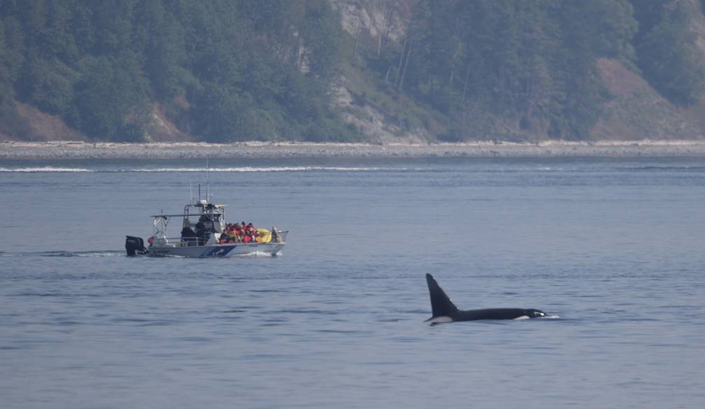 A whale-watching guide in Campbell River, B.C., has been fined $10,000 for knowingly knowingly approaching threatened killer whales.