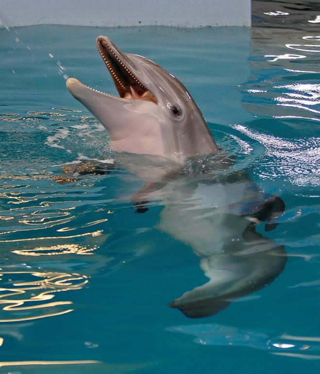 Winter the dolphin plays in the water at the Clearwater Marine Aquarium, Sunday, June 17, 2018, in Clearwater, Fla.