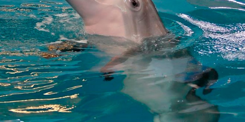 Dolphins may get Alzheimer's disease too, study finds