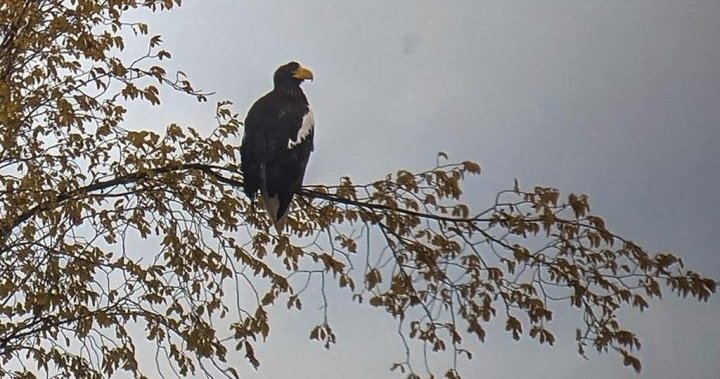 Birdwatchers spellbound by Steller’s sea eagle sighting in Atlantic Canada