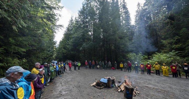 B.C. forest company says rule of law must apply to ongoing protests at Fairy Creek