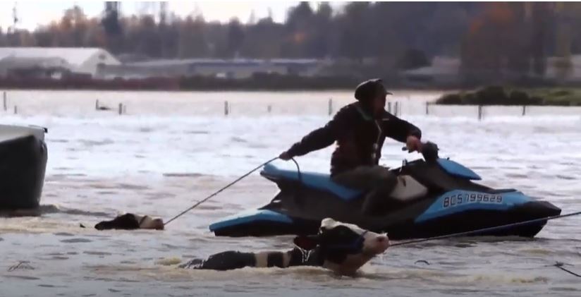 Farmers in Abbotsford B.C. use any water vehicles they can to rescue cattle.