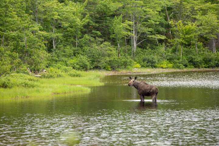 A moose is seen in the highlands of Cape Breton, NS.
