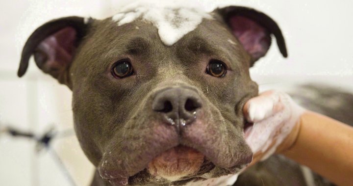 Doug Ford’s government changes regulations related to pit bull dog ban