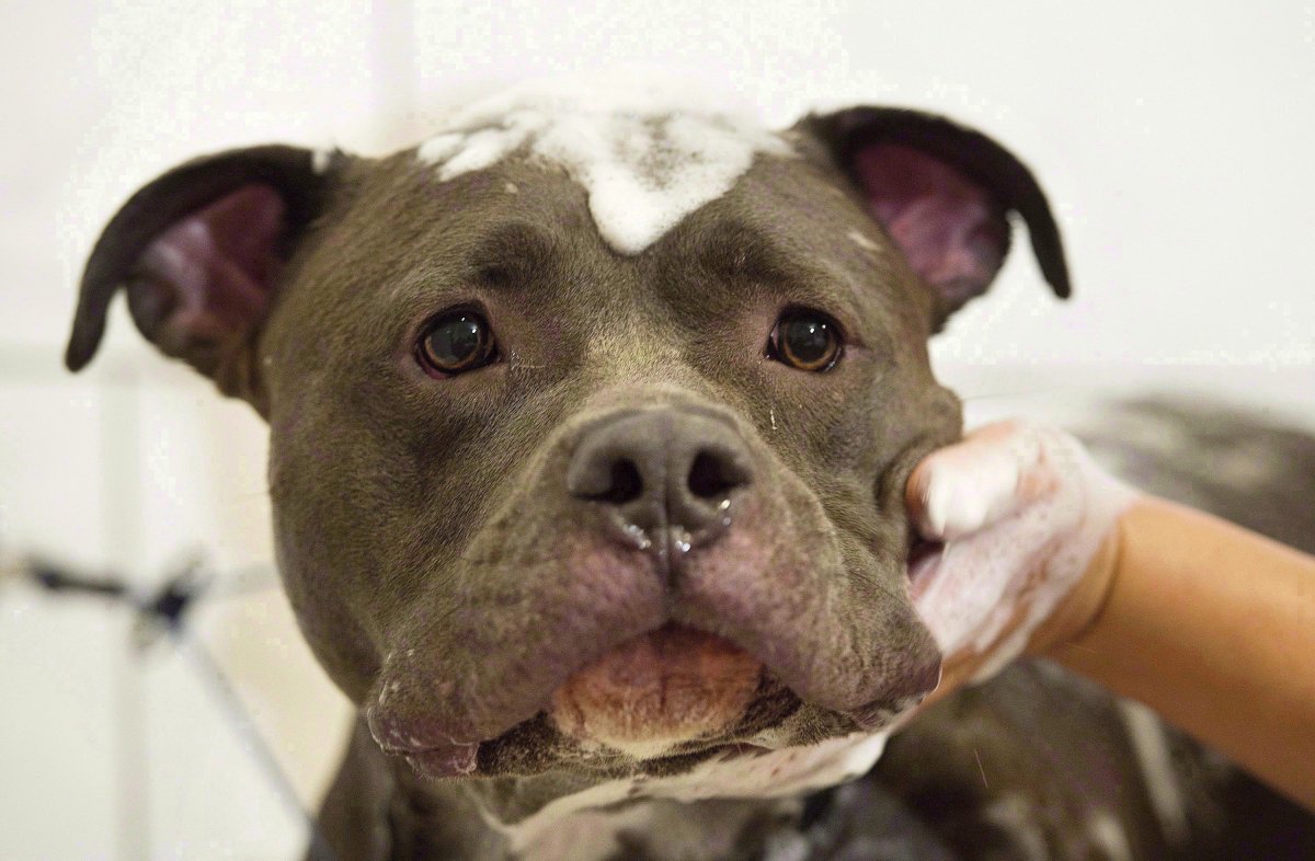 Winnipeg city council votes to keep pit bull ban in place - image