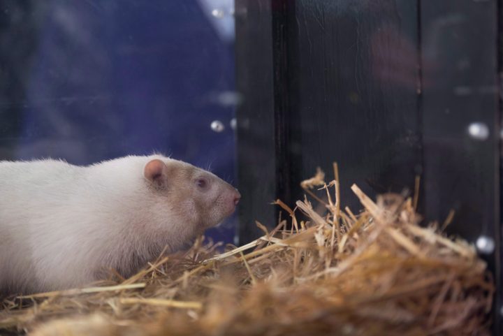 Wiarton Willie sits in his cage in Wiarton, Ont., on Friday, Feb. 2, 2018.