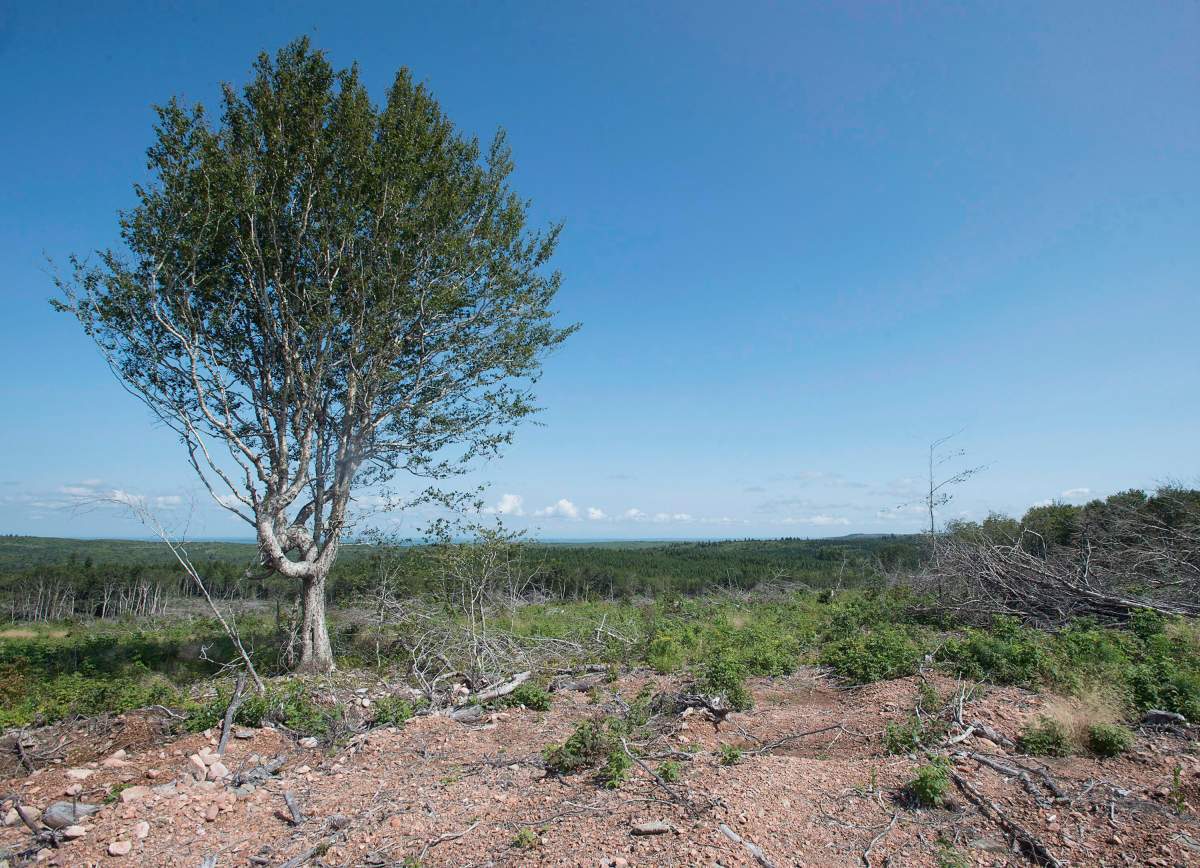 A harvested tree stand marks a sharp contrast with forested areas on Higgins Mountain in Nova Scotia's Wentworth Valley on Tuesday, Aug. 21, 2018.
