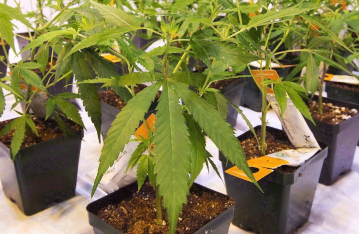 Cannabis seedlings are shown at an Aurora Cannabis facility, Friday, November 24, 2017 in Montreal. 
