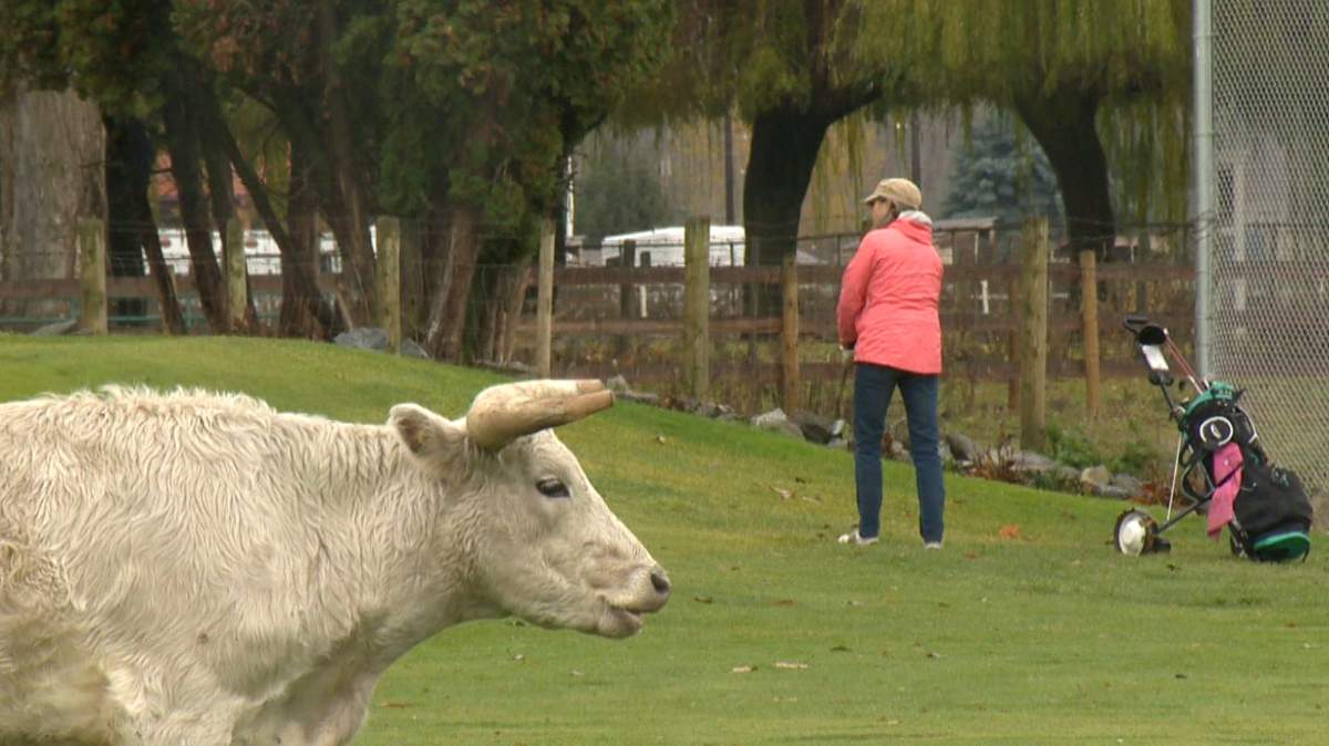 Along with wandering the course, the cattle made themselves at home underneath trees.