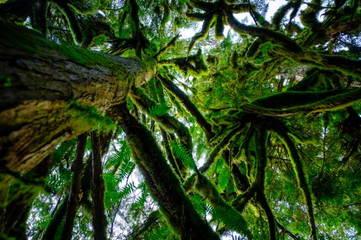 The Great Bear Rainforest is the largest remaining tract of temperate coastal rainforest on Earth.