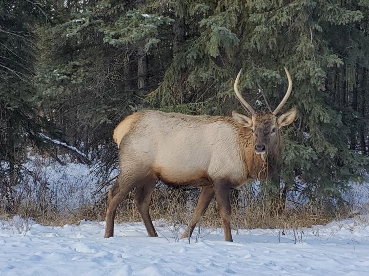 An elk is seen near Jasper, Alta., on Nov. 23, 2021.