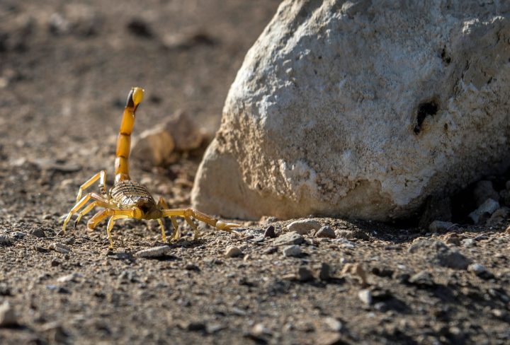 A scorpion is pictured at the Scorpion Kingdom laboratory and farm in Egypt's Western Desert, near the city of Dakhla in the New Valley, some 700 Southeast the capital, on February 4, 2021.