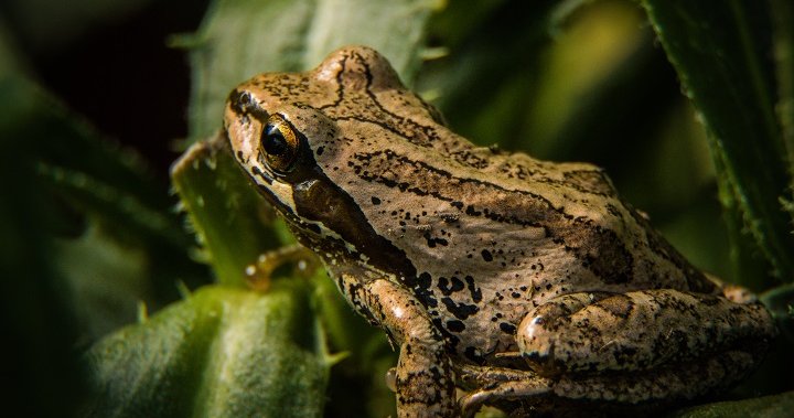 Ottawa to protect habitat of endangered western chorus frog in Montreal suburb