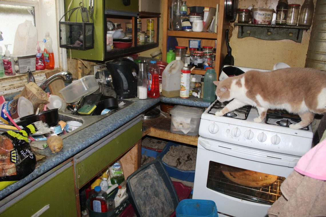 Sask. woman with more than 100 cats in home-based shelter guilty of putting animals in distress
