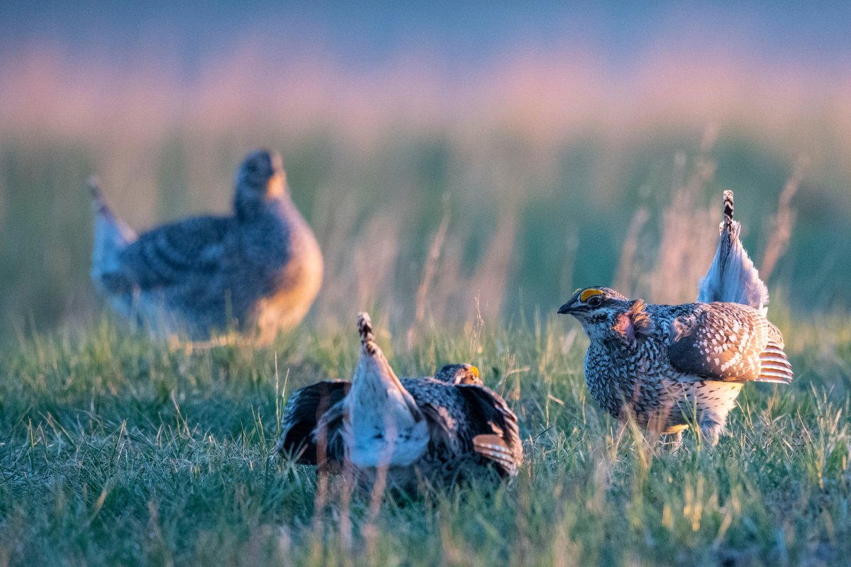 Sharp-tailed grouse at Mackie Ranch.