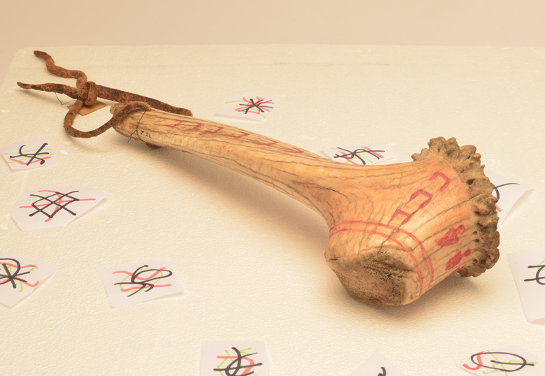 Blackfoot weapon, Big Whip, is in the Museum of Archeology and Anthropology at the University of Cambridge.