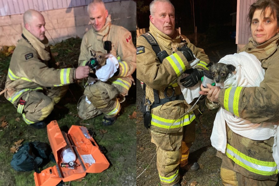 Ottawa Fire Services rescued three dogs and an occupant from a fire on Bayview Road overnight Thursday.