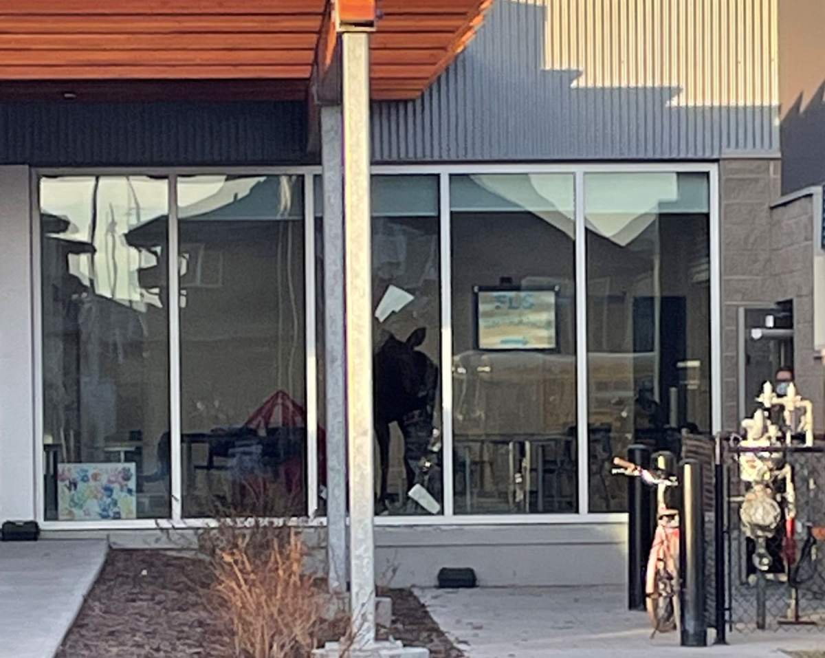 A moose got loose in a Saskatoon elementary school building on Nov. 4, 2021.