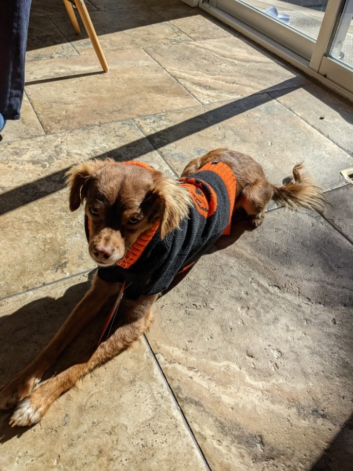 Rio\’s owner, Maria Moran, is asking Summerland residents to check their properties to see if the potentially injured pup is seeking shelter somewhere,